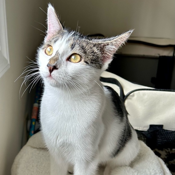 Shop to Support Kitties!💕🐾My Cause for PAWS🐾!💕 - Picture 7 of 17